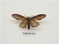 藏品(峭舟蛾屬)的圖片